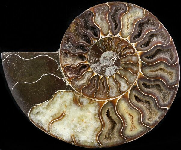 Cut Ammonite Fossil (Half) - Agatized #42513
